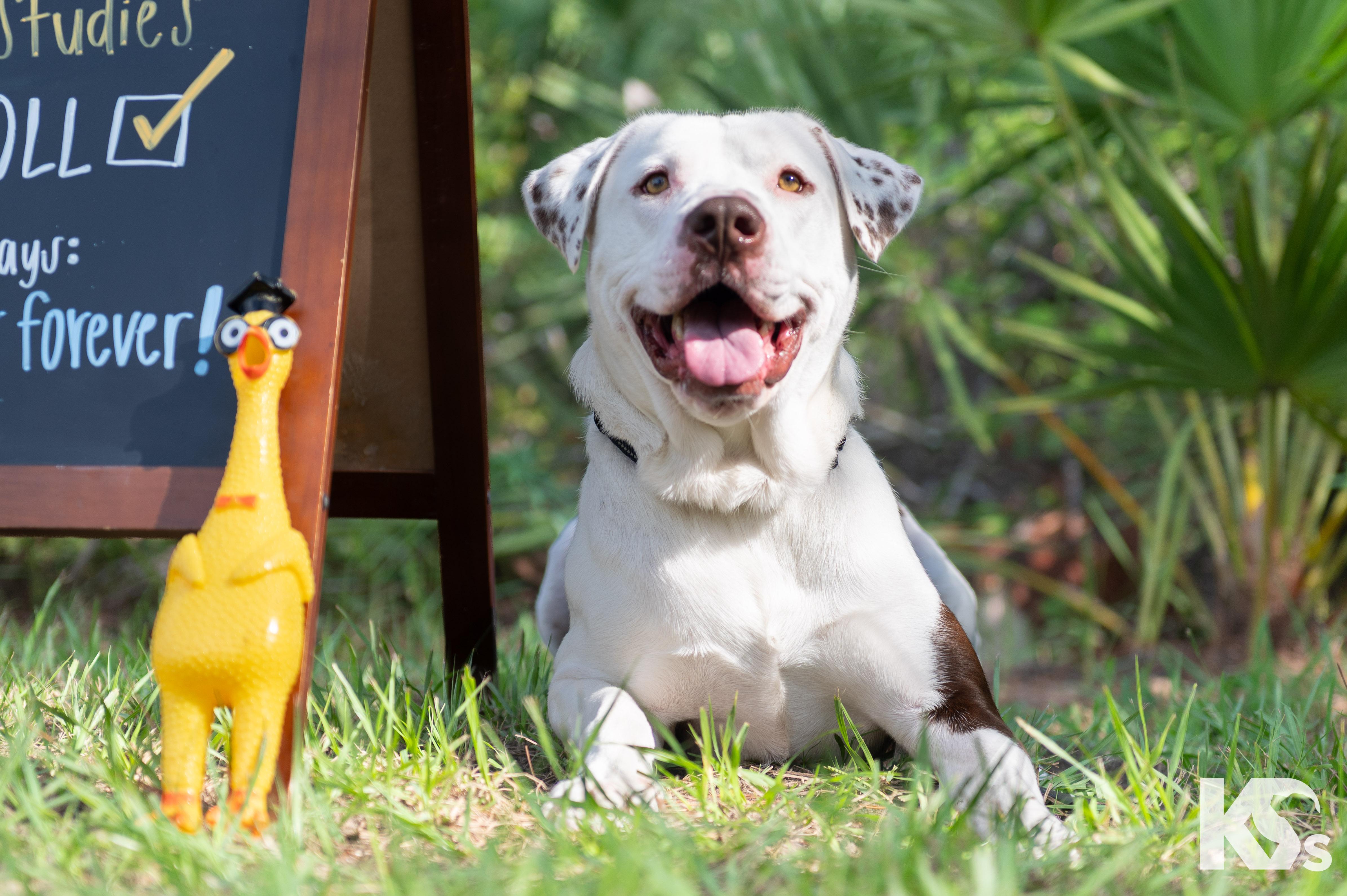 Fenrir, Adoptable, Young Male American Bulldog & American Staffordshire Terrier.