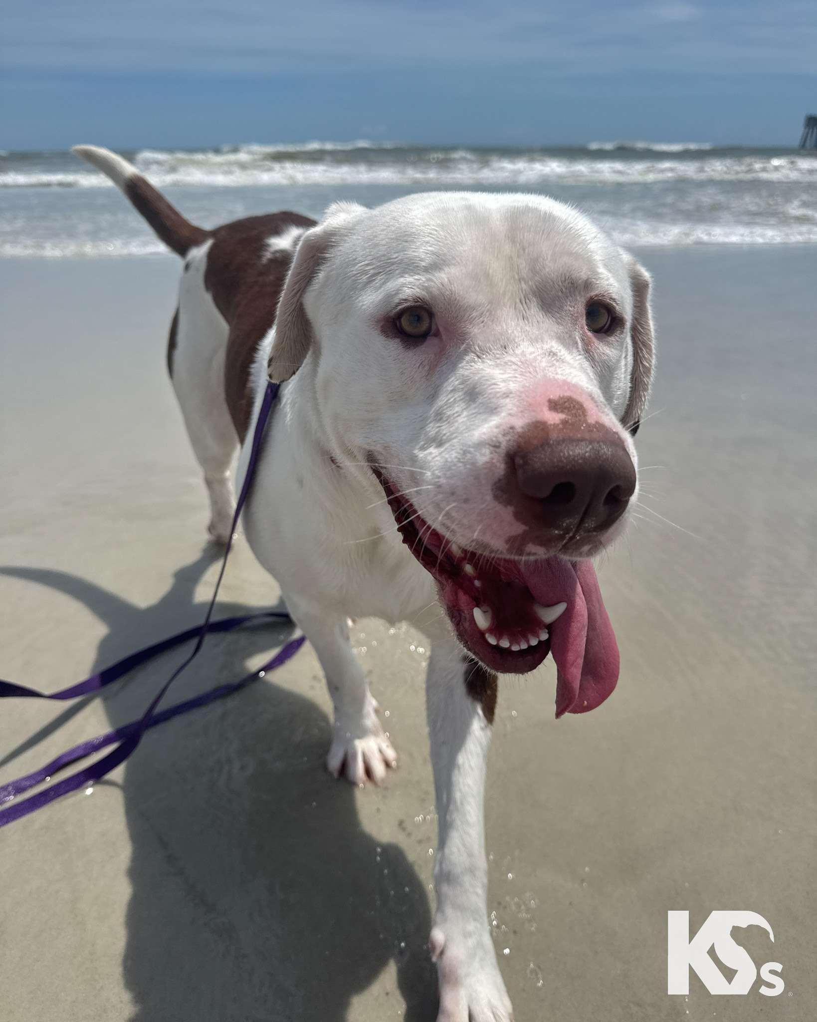 Fenrir, a Adoptable mixed breed in Ponte Vedra, FL image 4/6