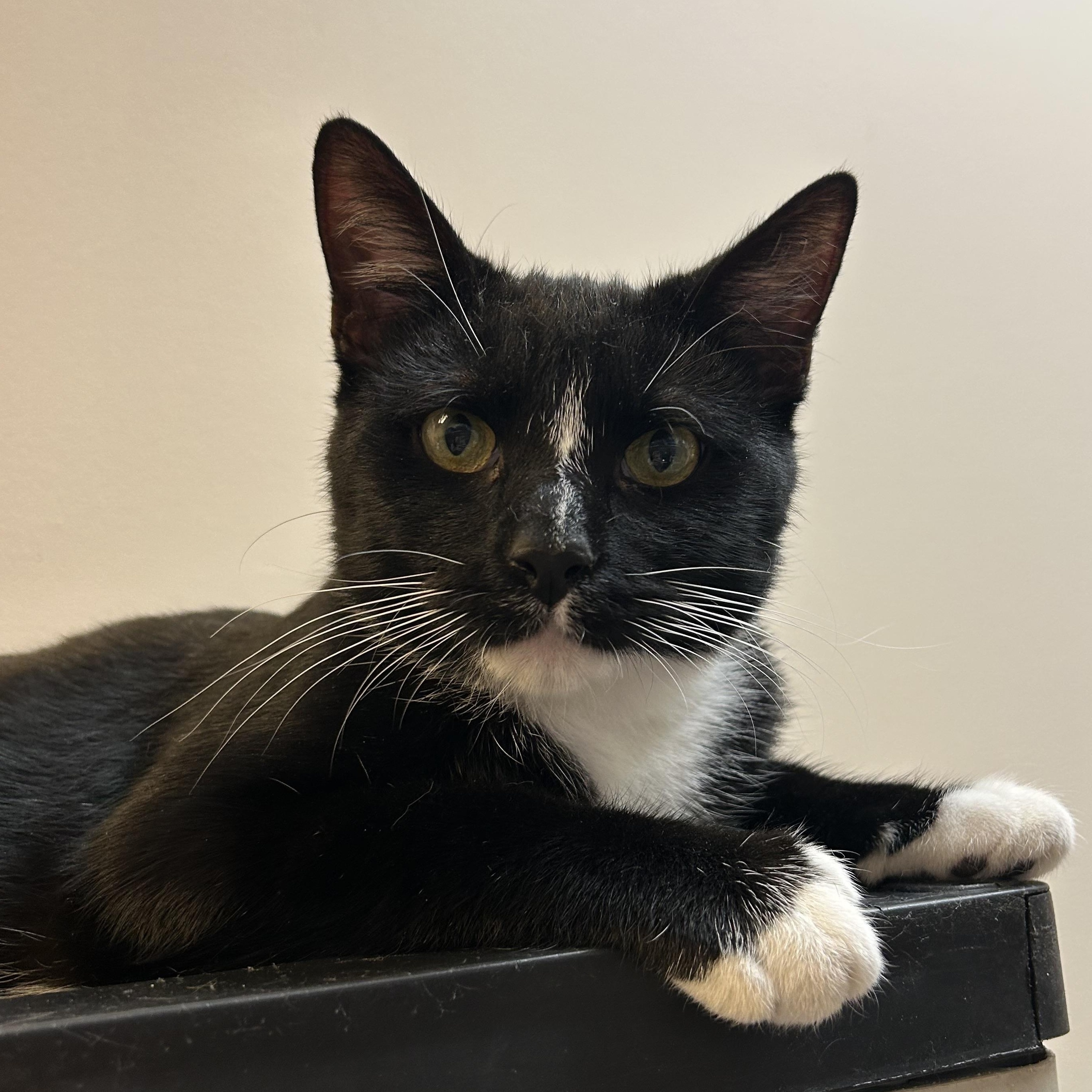 Bruno, a ADOPTABLE Domestic Short Hair in Dover, DE image 2/6