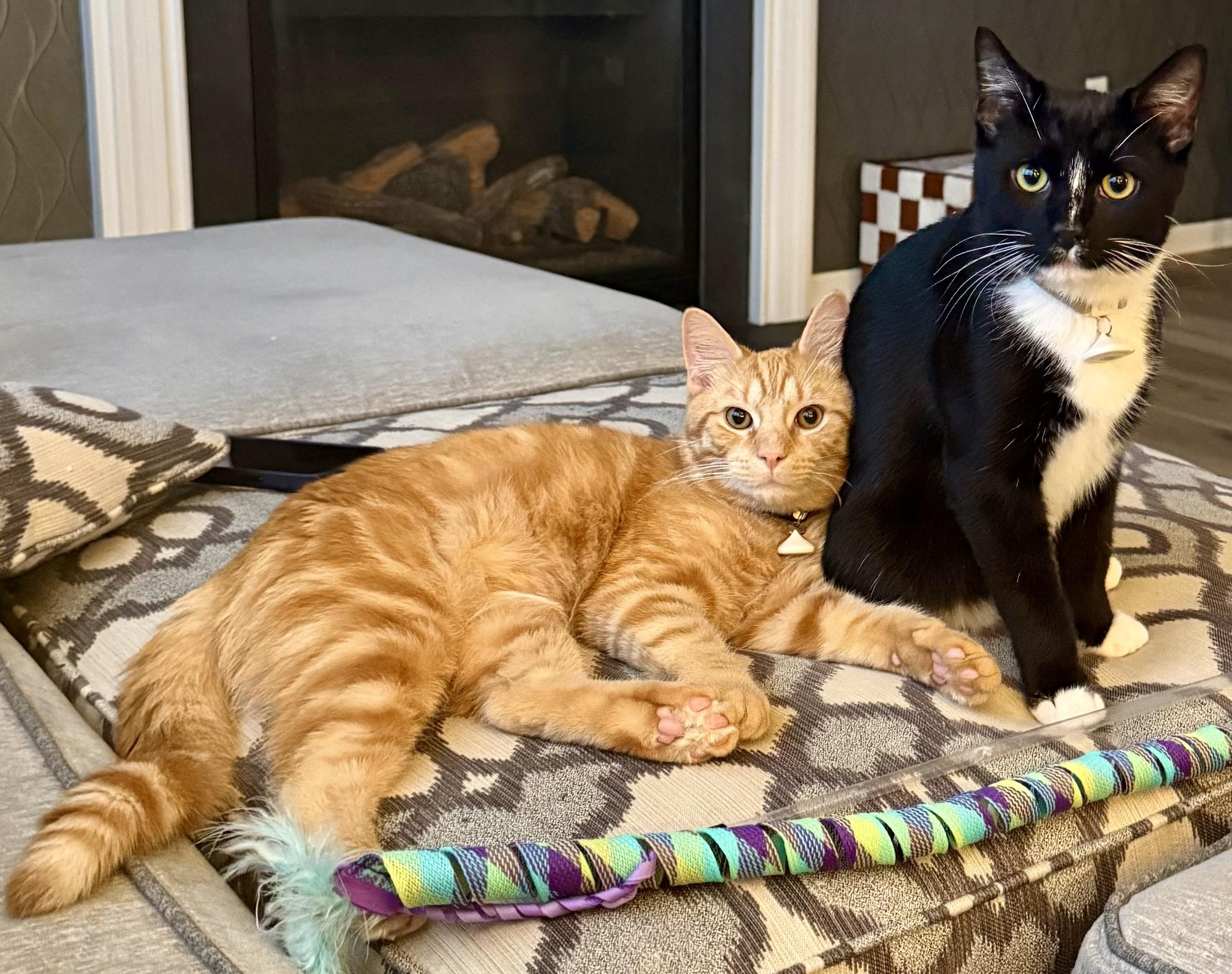 Enlarge Bruno, a ADOPTABLE Domestic Short Hair in Dover, DE image 2/3