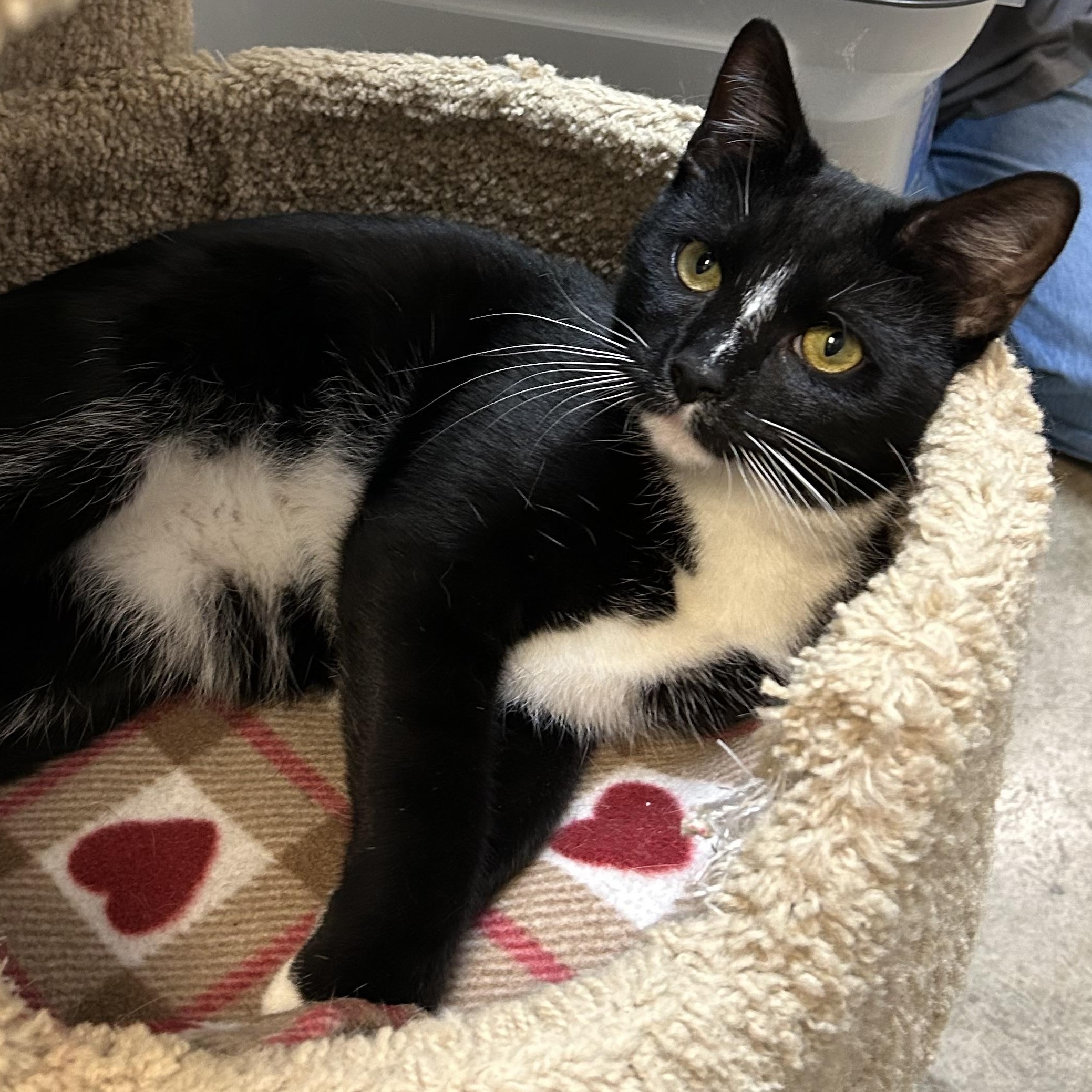 Bruno, a ADOPTABLE Domestic Short Hair in Dover, DE image 6/6