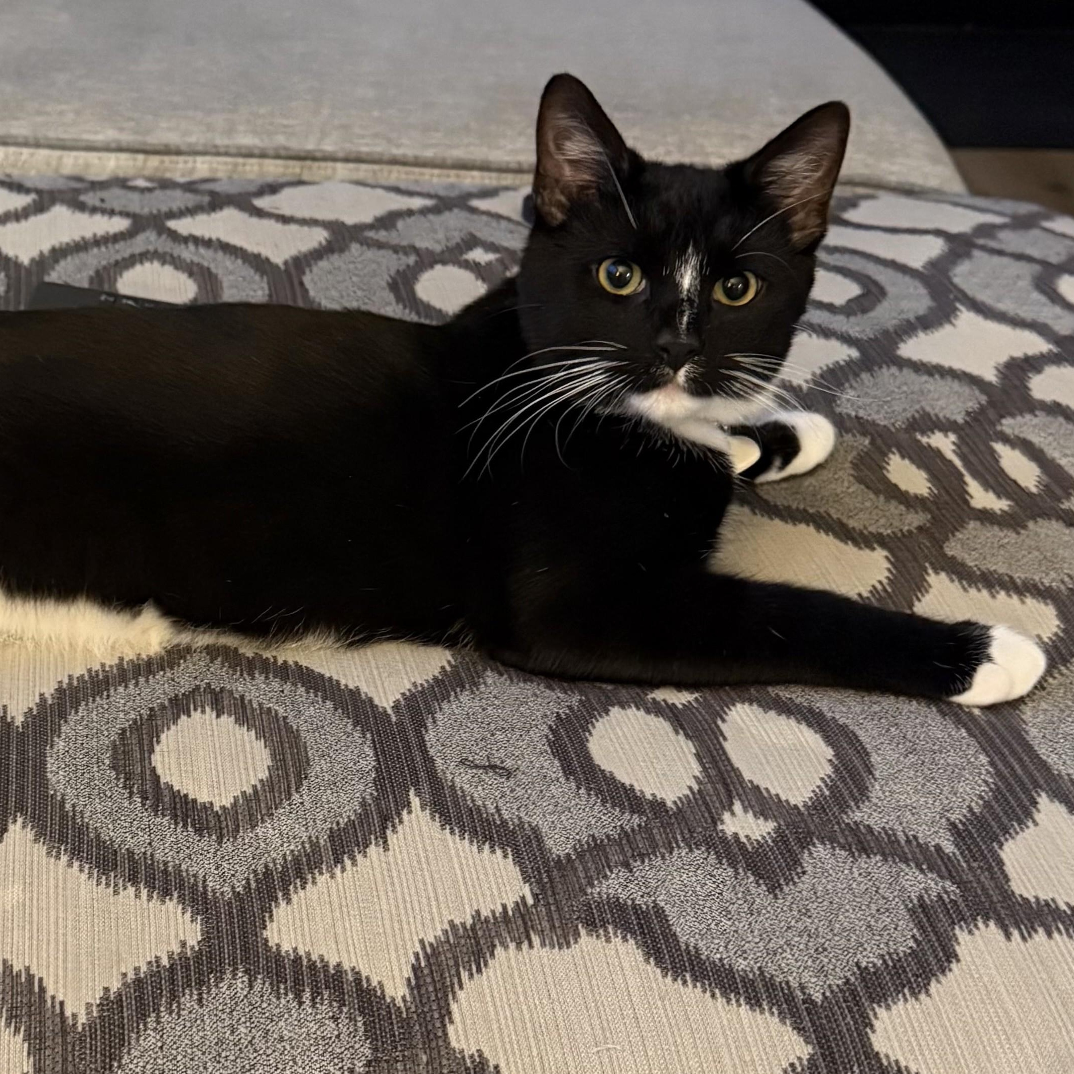Bruno, ADOPTABLE, Young Male Domestic Short Hair.