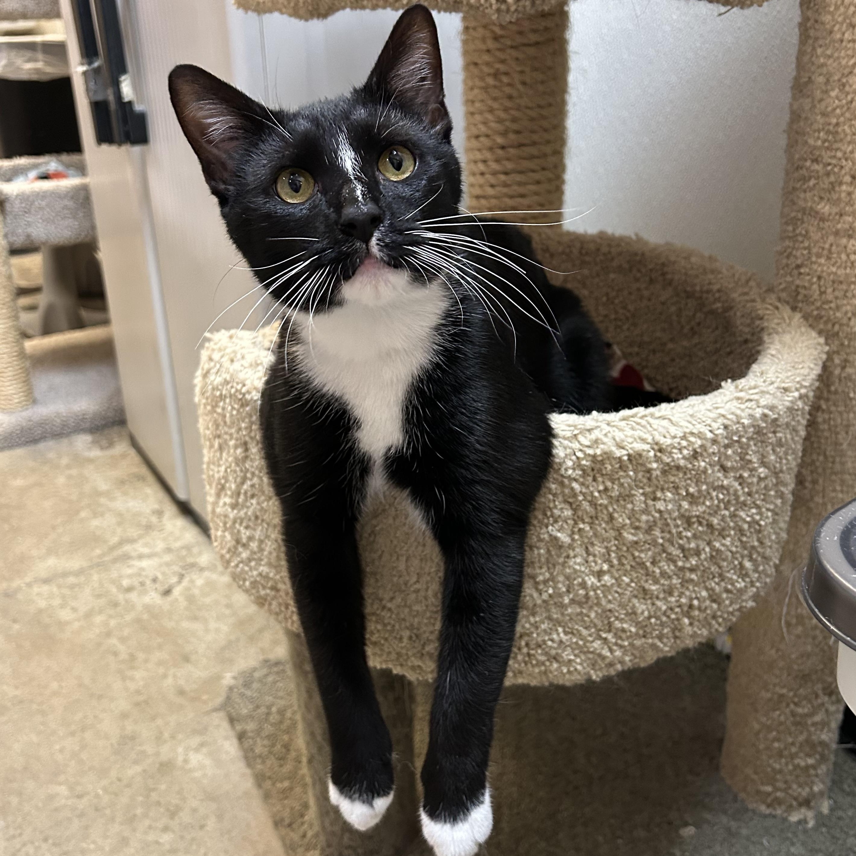 Bruno, a ADOPTABLE Domestic Short Hair in Dover, DE image 1/6