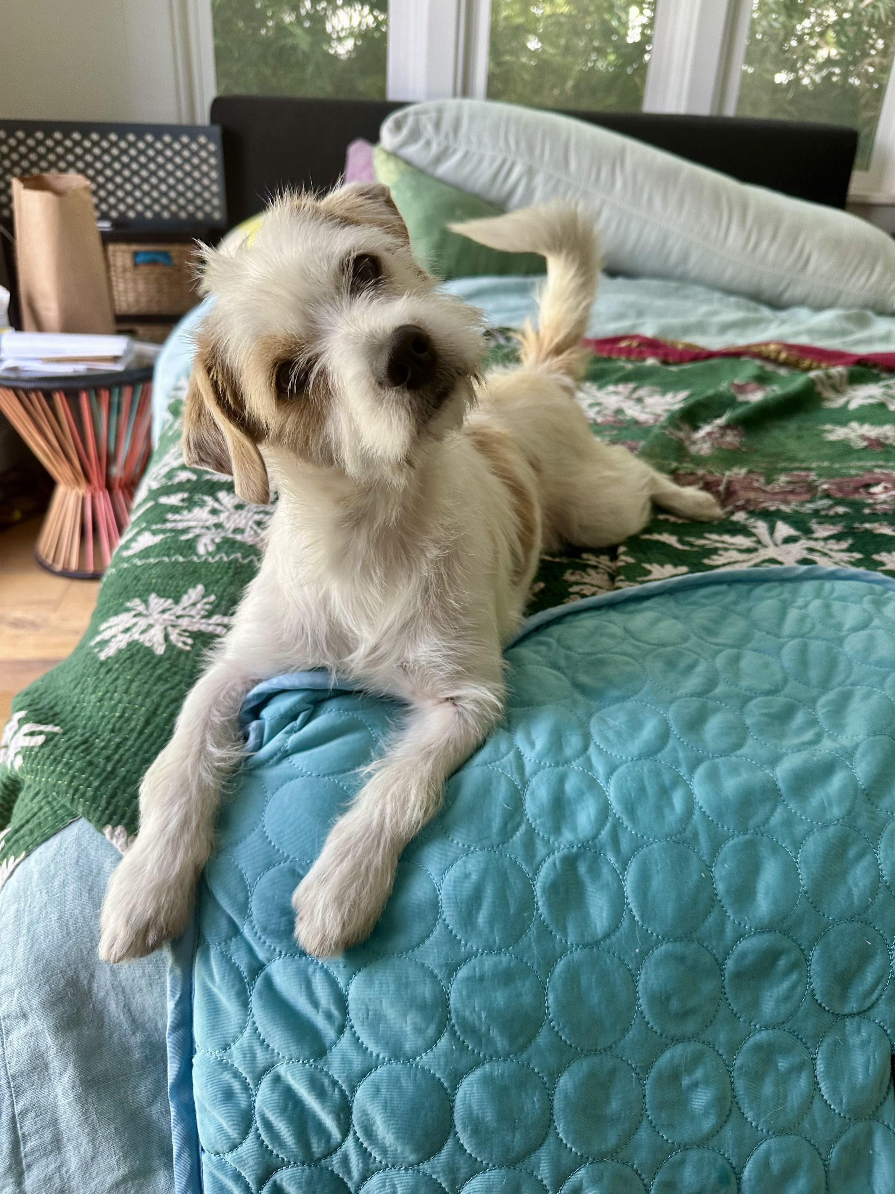 Dolly & Peaches, a Adoptable mixed breed in El Segundo, CA image 1/3