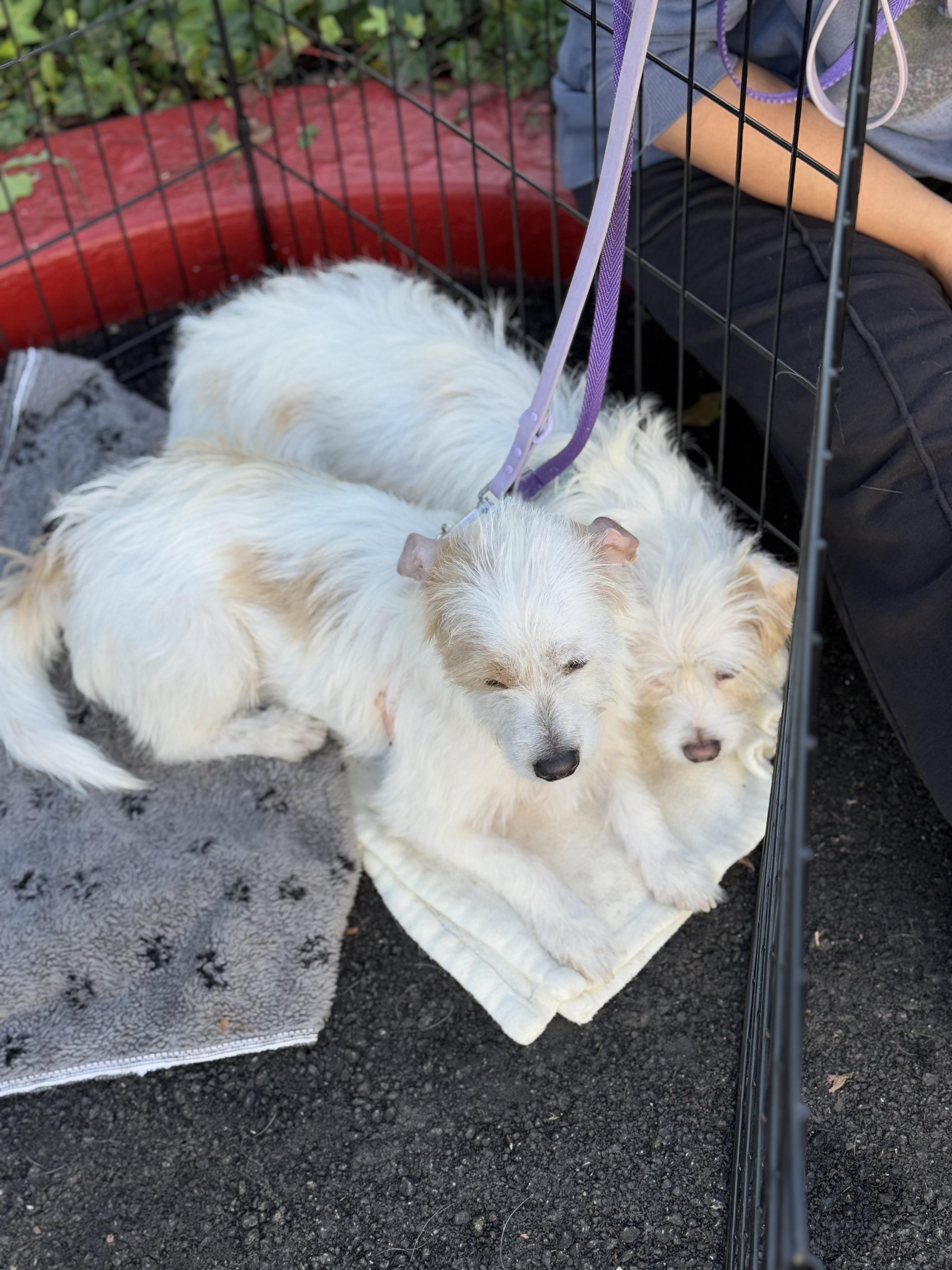 Enlarge Dolly & Peaches, a Adoptable mixed breed in El Segundo, CA image 2/4