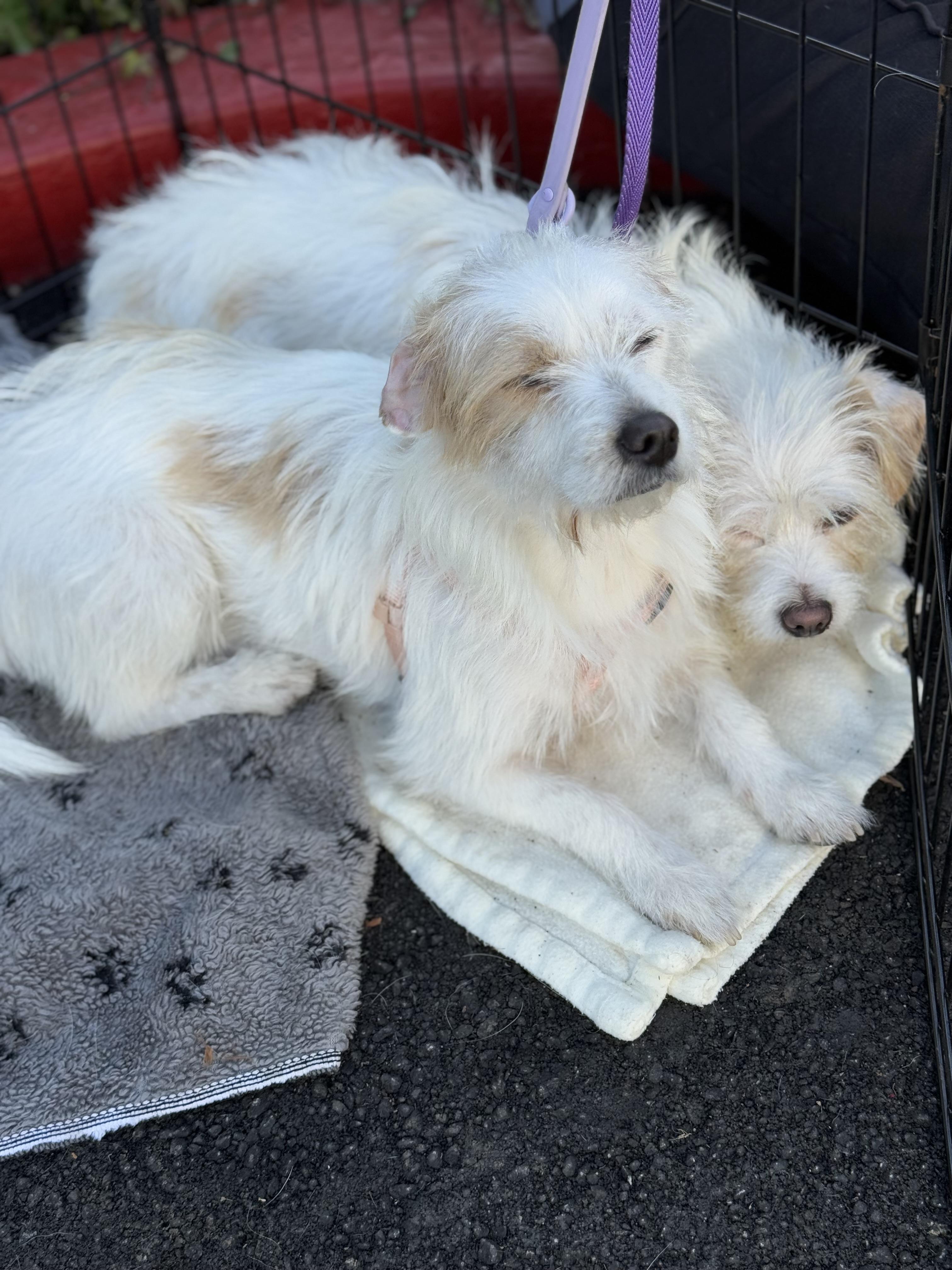 Dolly & Peaches, Adoptable, Young Female Terrier & Shih Tzu.