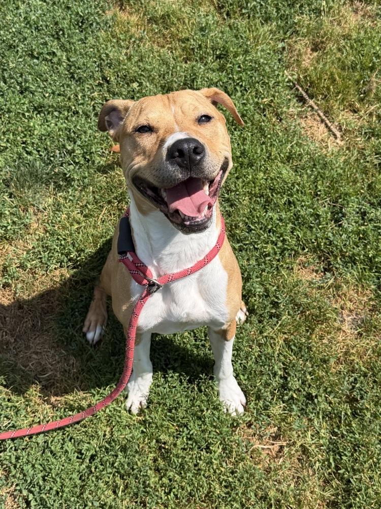 Molson, Adoptable, Puppy Male Mixed Breed.