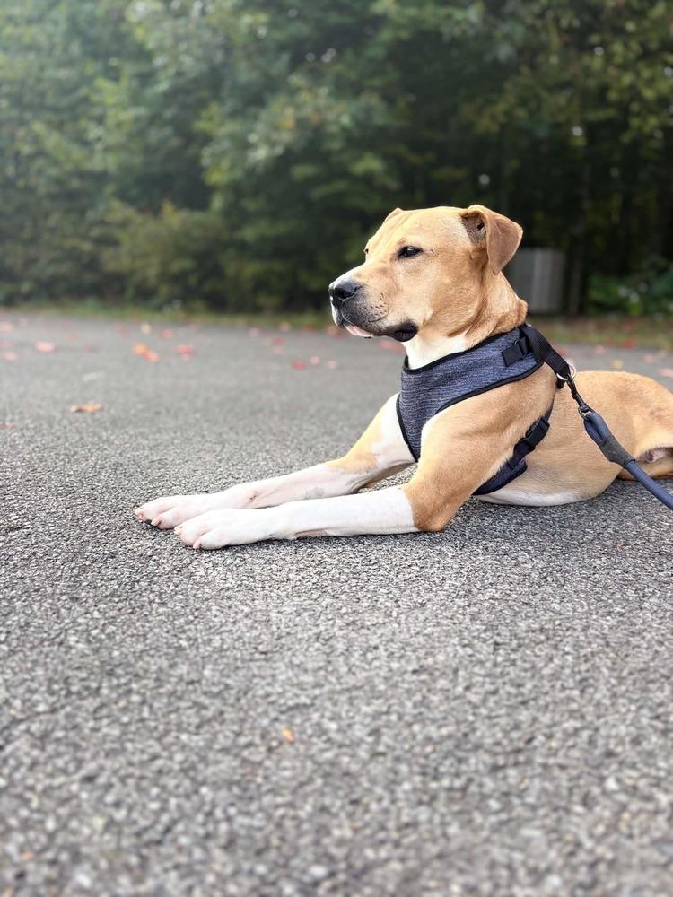 Enlarge Rocket, a Adoptable mixed breed in Amherst, NY image 2/6