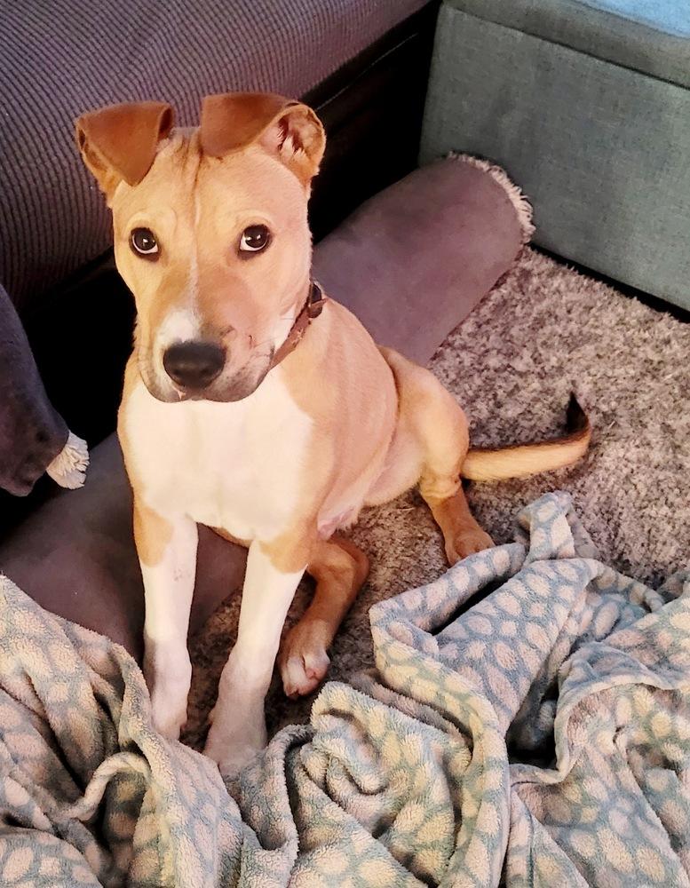 Rocket, Adoptable, Puppy Male Mixed Breed.
