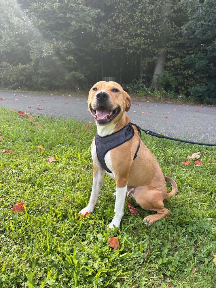 Enlarge Rocket, a Adoptable mixed breed in Amherst, NY image 3/6