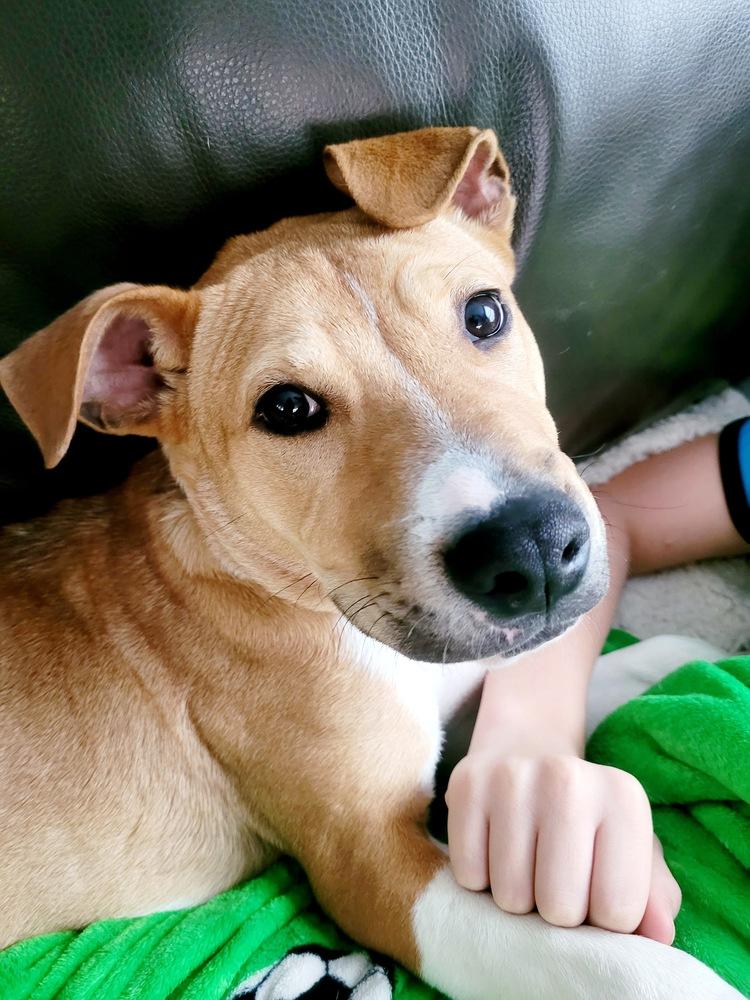 Enlarge Rocket, a Adoptable mixed breed in Amherst, NY image 2/6