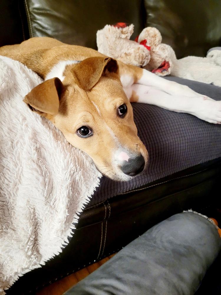Enlarge Rocket, a Adoptable mixed breed in Amherst, NY image 3/6