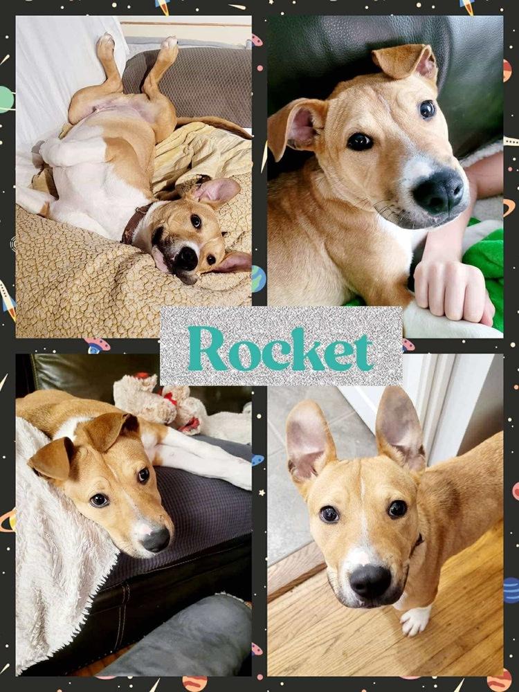 Enlarge Rocket, a Adoptable mixed breed in Amherst, NY image 5/6