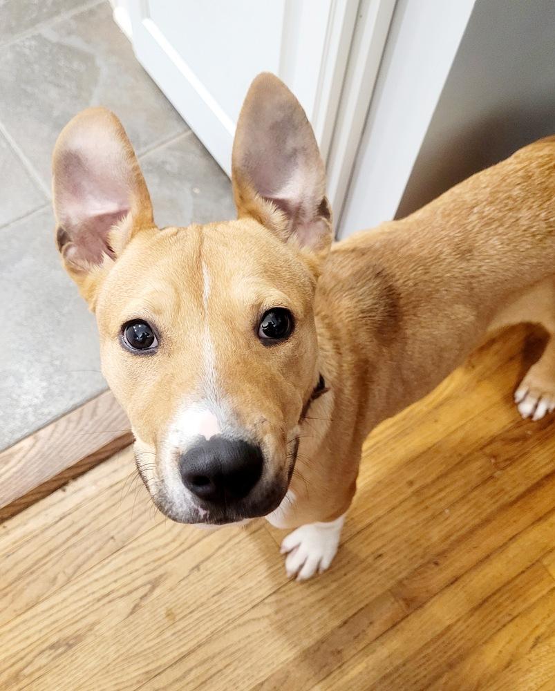 Enlarge Rocket, a Adoptable mixed breed in Amherst, NY image 6/6