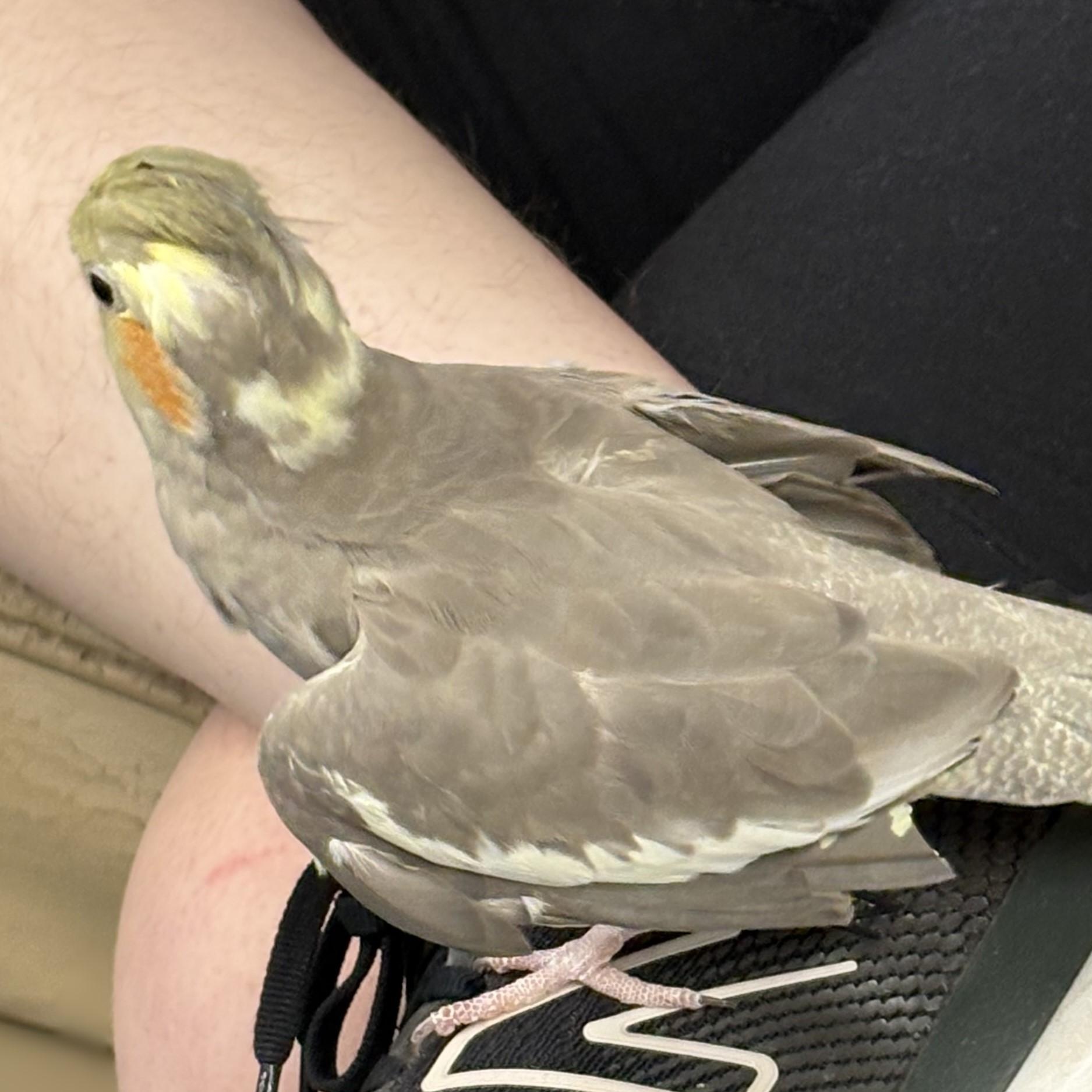 Gobstopper, Adoptable, Adult Female Cockatiel.