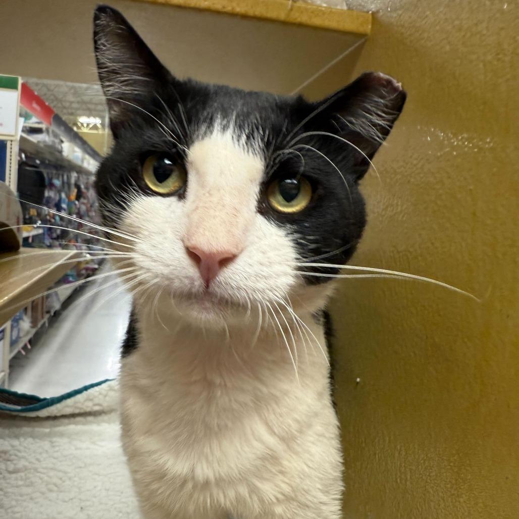 Sopal, Adoptable, Adult Male Domestic Short Hair.