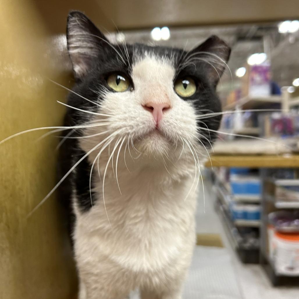 Sopal, a Adoptable Domestic Short Hair in Philadelphia, PA image 2/6