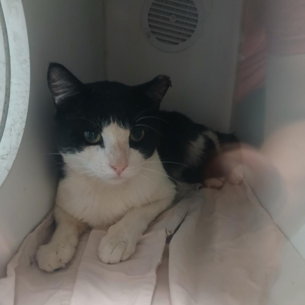 Sopal, a Adoptable Domestic Short Hair in Philadelphia, PA image 3/6