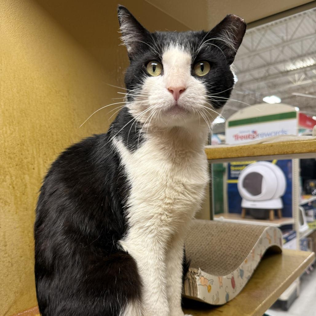 Sopal, a Adoptable Domestic Short Hair in Philadelphia, PA image 4/6