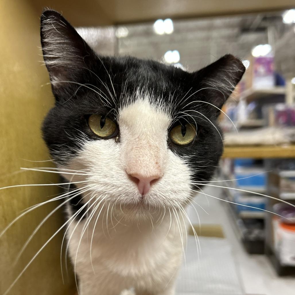 Sopal, a Adoptable Domestic Short Hair in Philadelphia, PA image 5/6