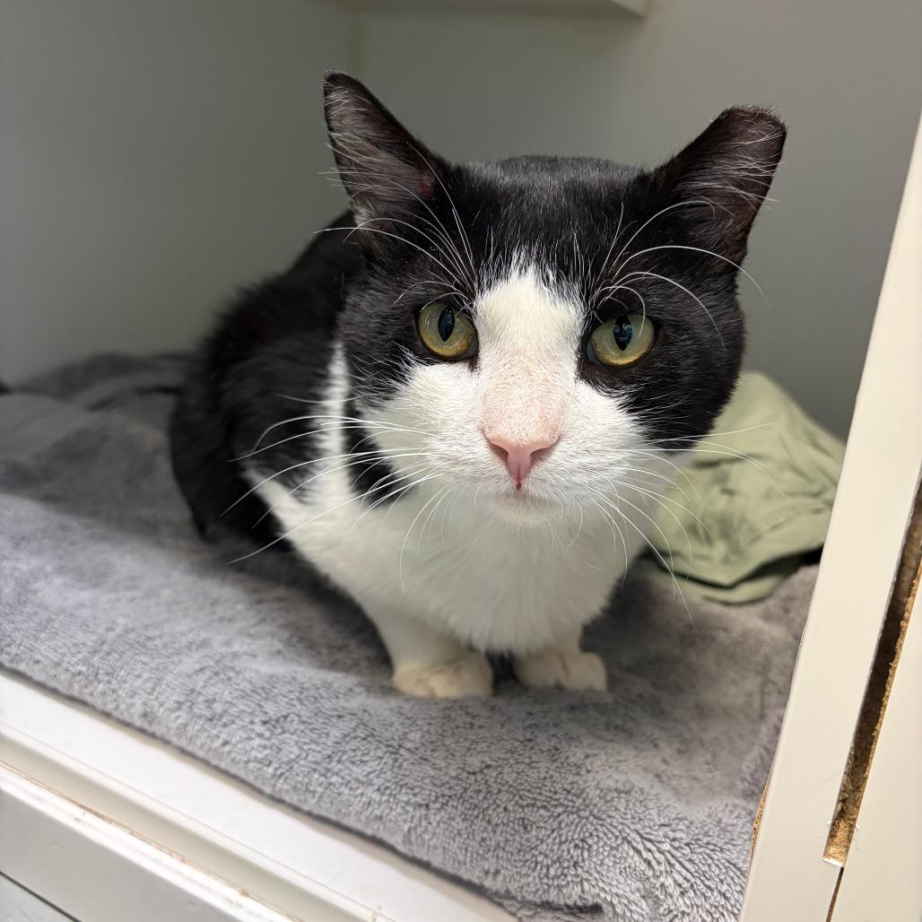 Sopal, a Adoptable Domestic Short Hair in Philadelphia, PA image 6/6