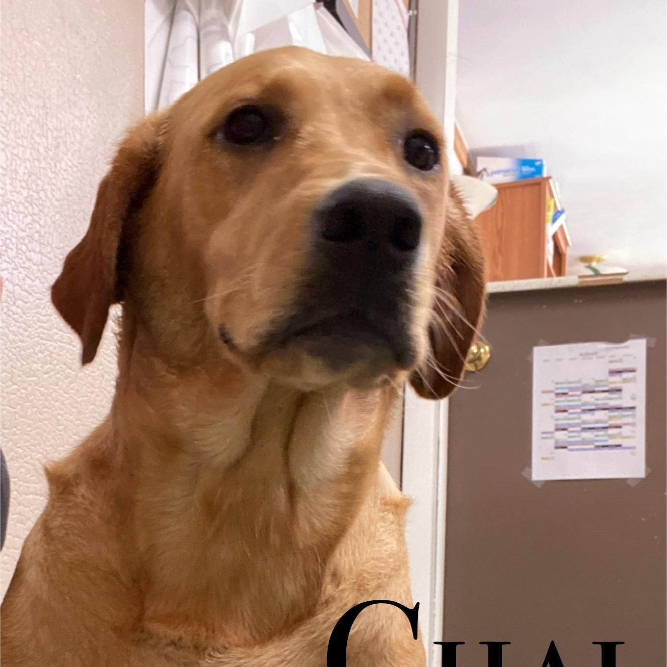 Chai
