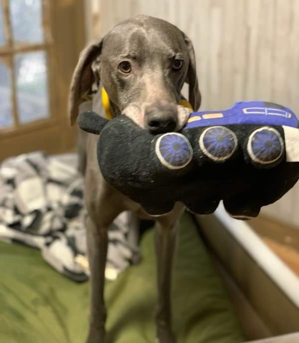 Blue, Adoptable, Senior Male Weimaraner.