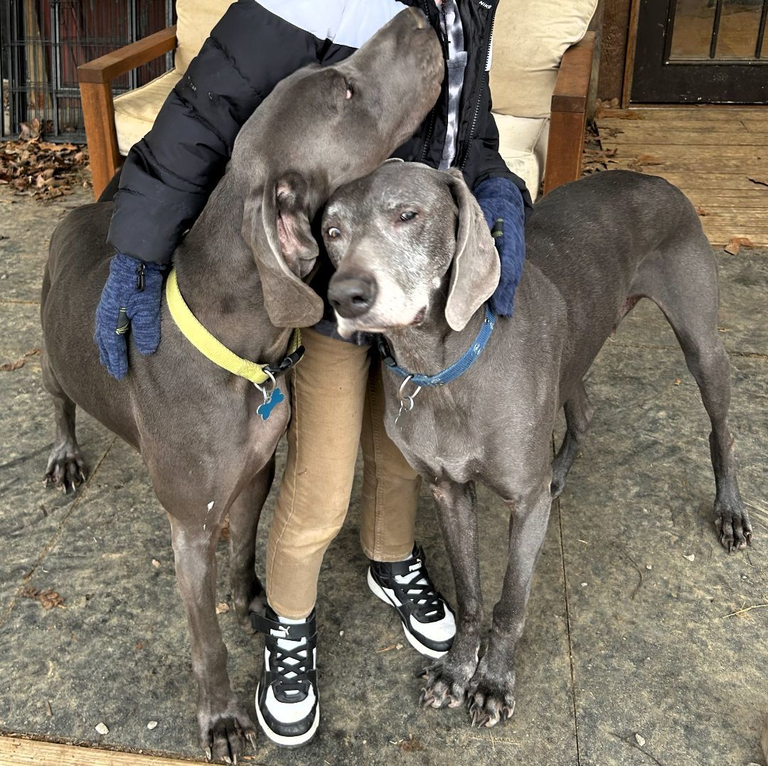 Blue, a Adoptable Weimaraner in Birmingham, AL image 2/6