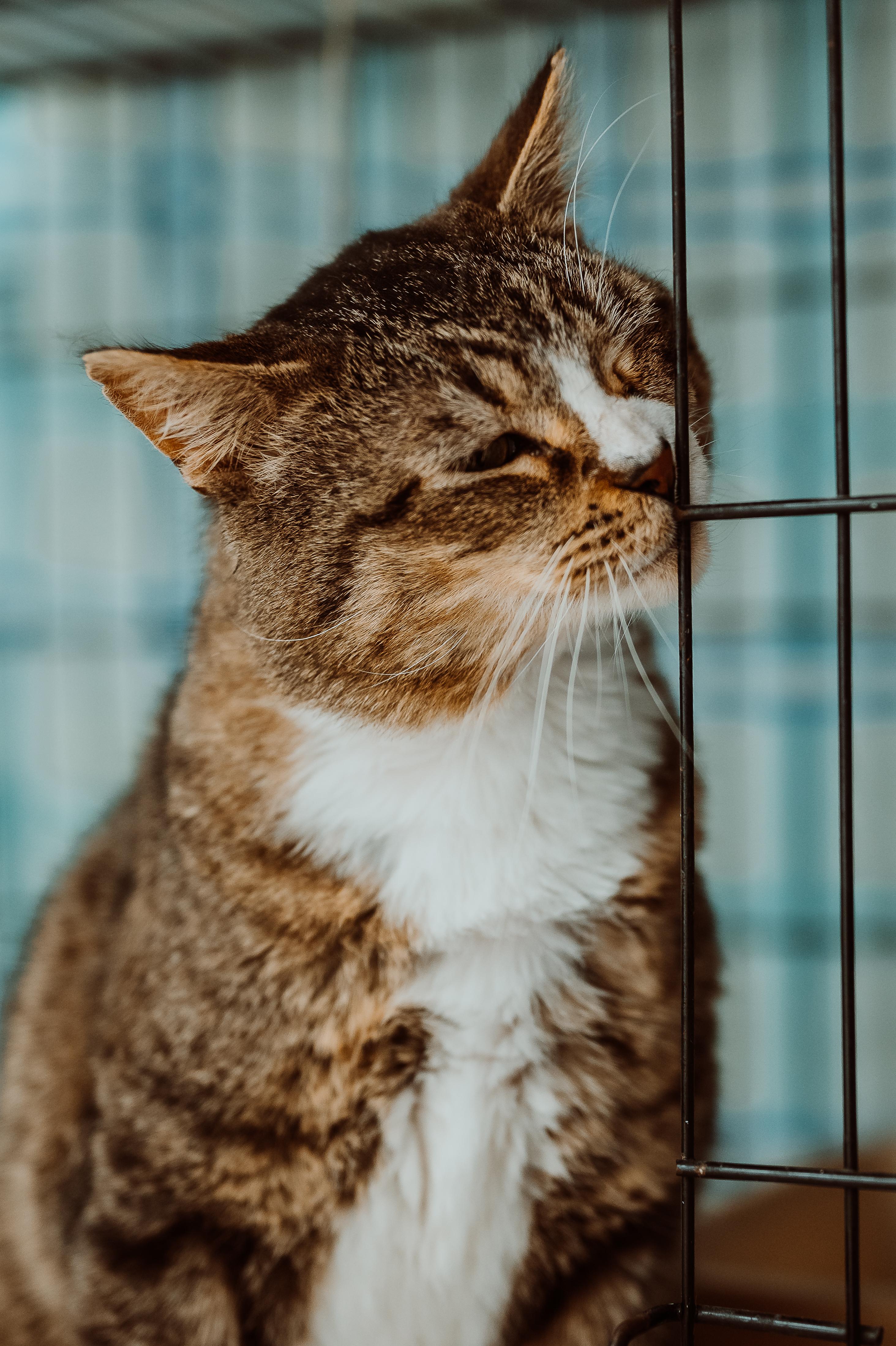 Enlarge Huxley, an adopted Tabby in Le Mars, IA image 1/1