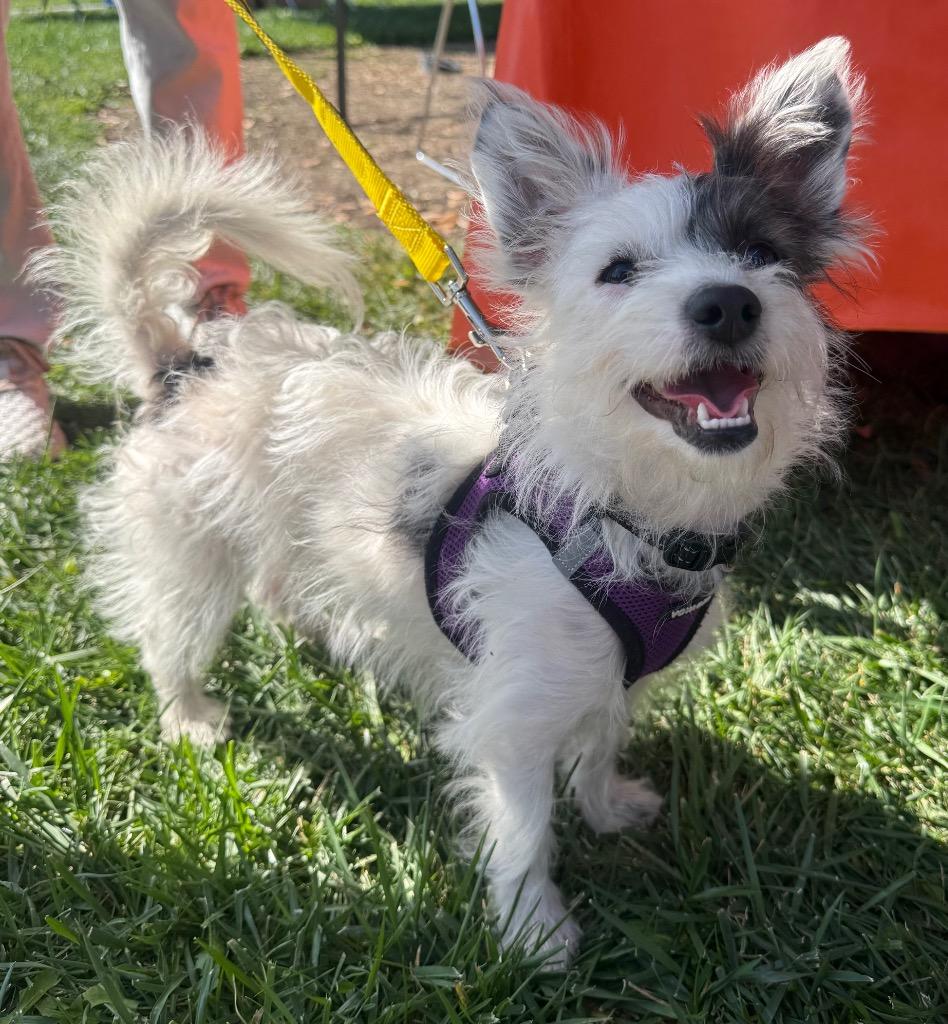 Derek, Adoptable, Adult Male Terrier.