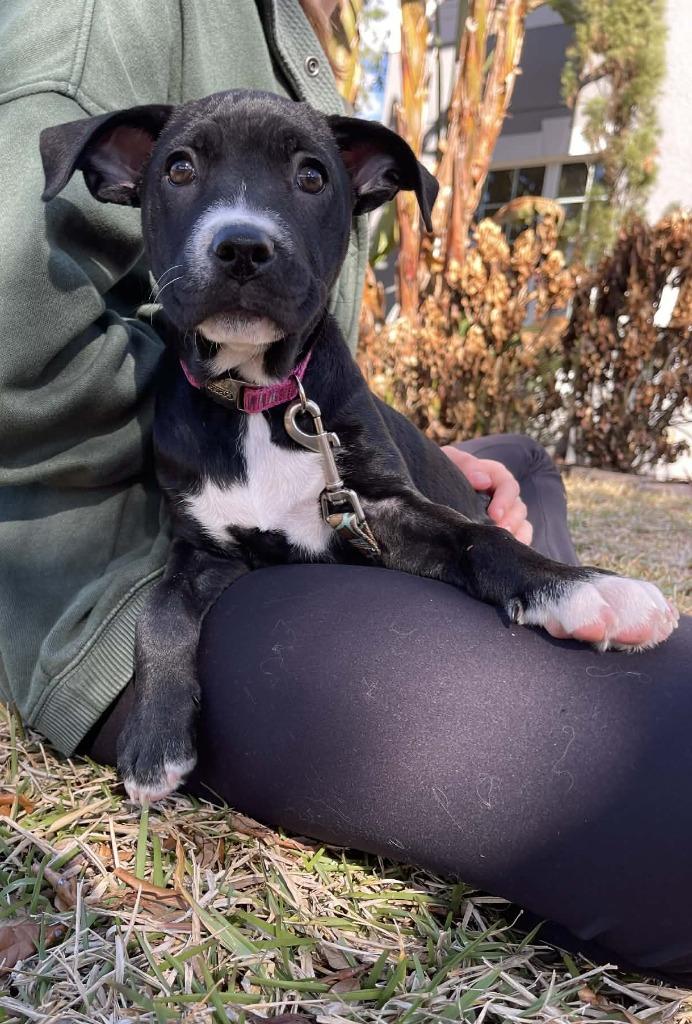 Enlarge Daffy Duck, a Adoptable mixed breed in Orlando, FL image 1/6