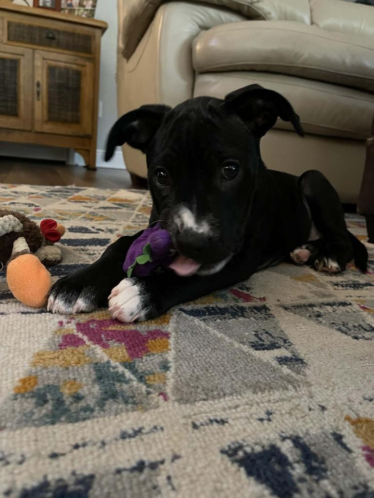 Enlarge Daffy Duck, a Adoptable mixed breed in Orlando, FL image 2/6