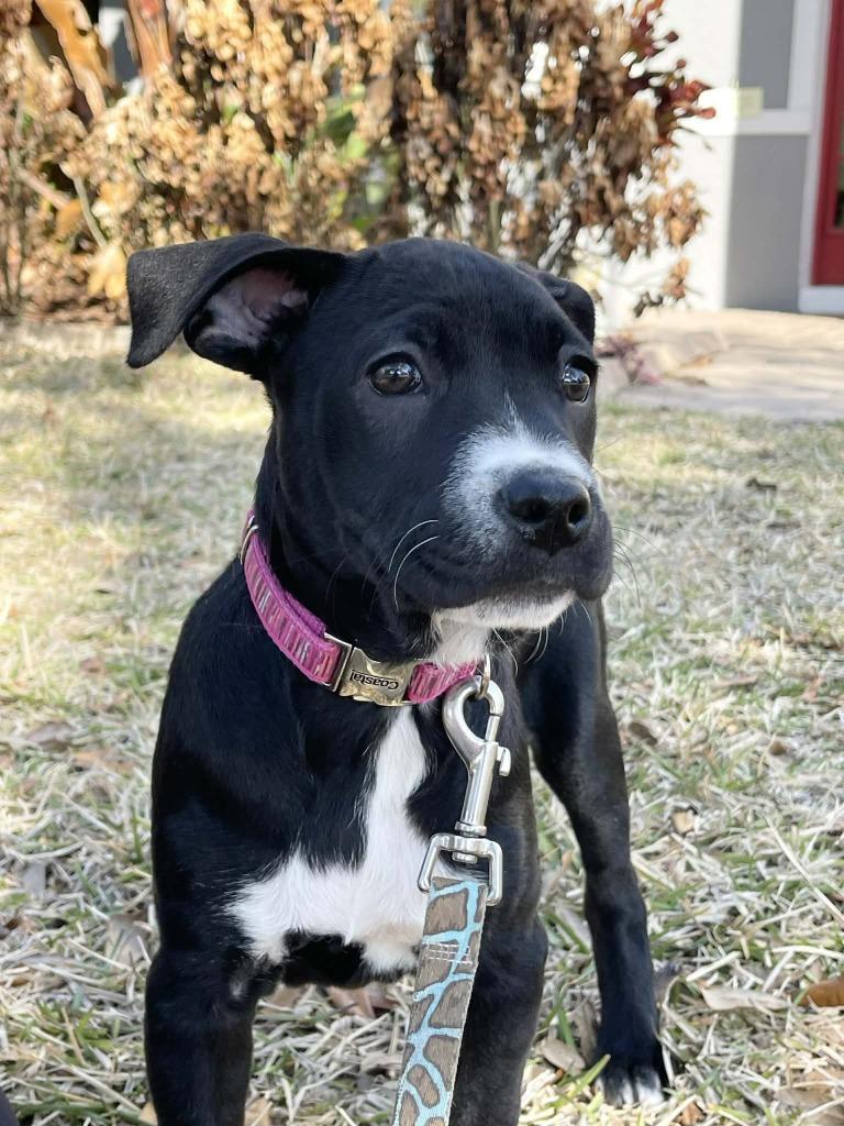 Enlarge Daffy Duck, a Adoptable mixed breed in Orlando, FL image 3/6