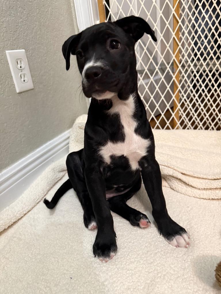 Enlarge Daffy Duck, a Adoptable mixed breed in Orlando, FL image 4/6