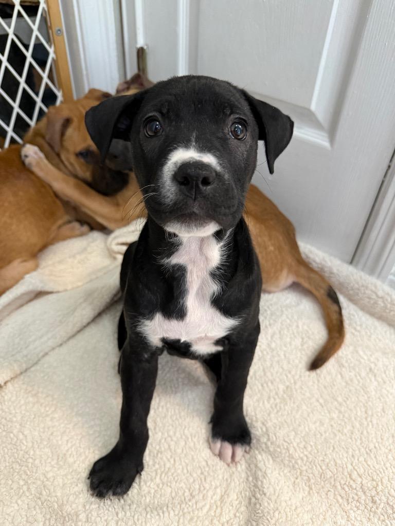 Enlarge Daffy Duck, a Adoptable mixed breed in Orlando, FL image 5/6