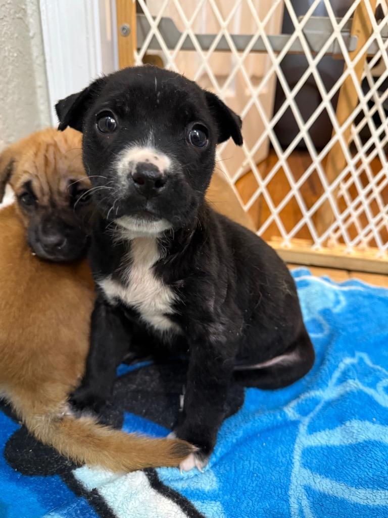 Enlarge Daffy Duck, a Adoptable mixed breed in Orlando, FL image 2/3