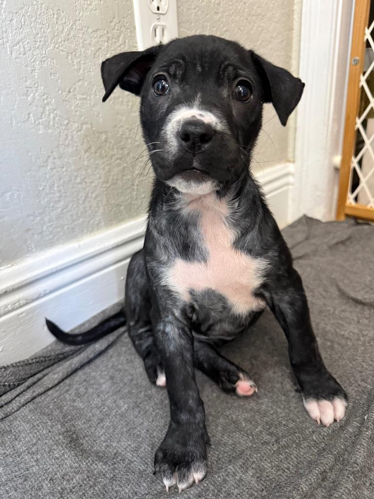 Enlarge Daffy Duck, a Adoptable mixed breed in Orlando, FL image 3/3