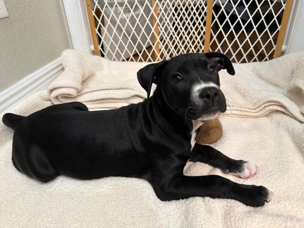 Enlarge Daffy Duck, a Adoptable mixed breed in Orlando, FL image 6/6