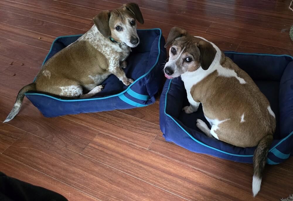 Cooky, Adoptable, Senior Male Beagle & Jack Russell Terrier.