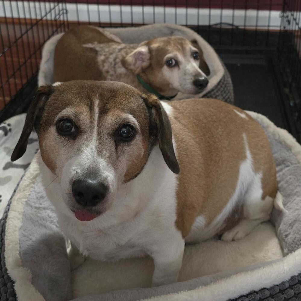 Enlarge Cooky, a Adoptable mixed breed in Woodbridge, VA image 2/5