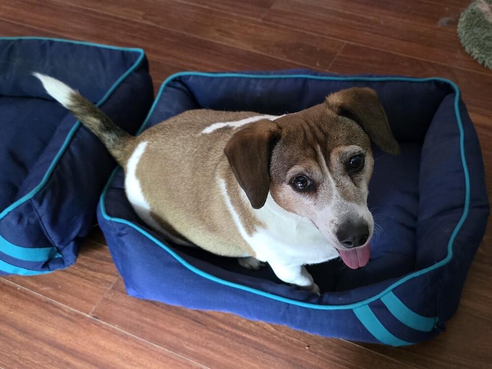 Enlarge Cooky, a Adoptable mixed breed in Woodbridge, VA image 4/5