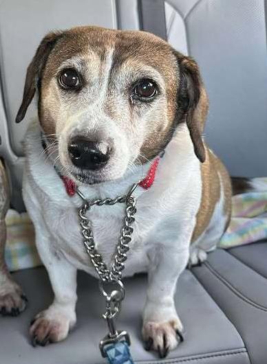 Enlarge Cooky, a Adoptable mixed breed in Woodbridge, VA image 5/5