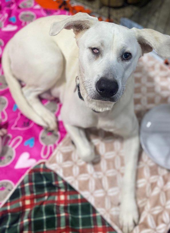 Enlarge Annabee, a Adopted Labrador Retriever in West Des Moines, IA image 1/1