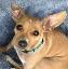 Pixie 3, a Adopted Chihuahua in Sandown, NH image 1/6