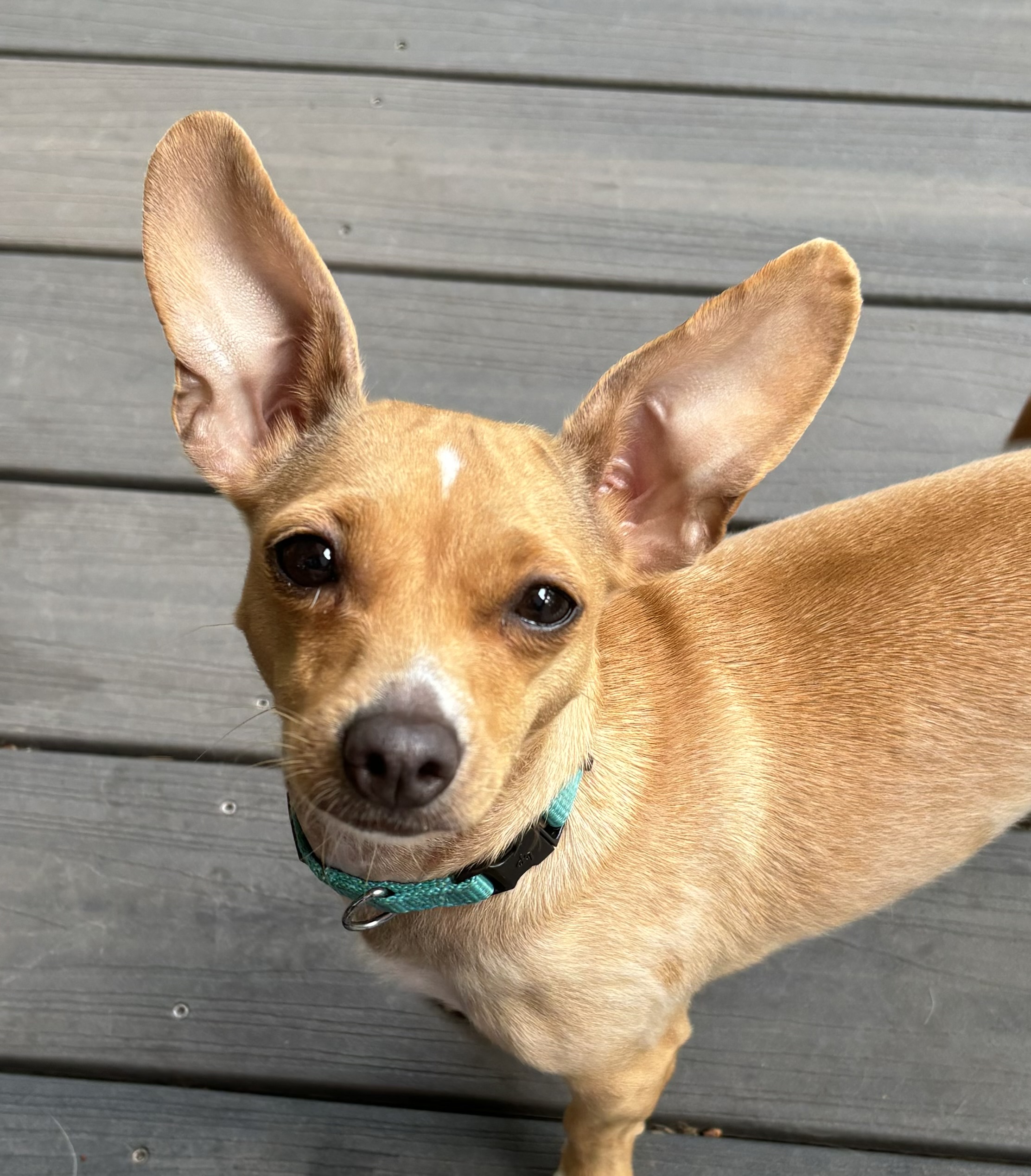 Pixie 3, a Adopted Chihuahua in Sandown, NH image 2/6