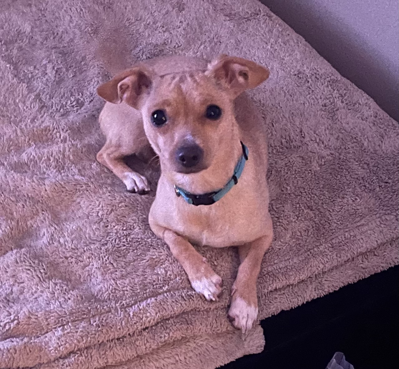 Pixie 3, a Adopted Chihuahua in Sandown, NH image 4/6