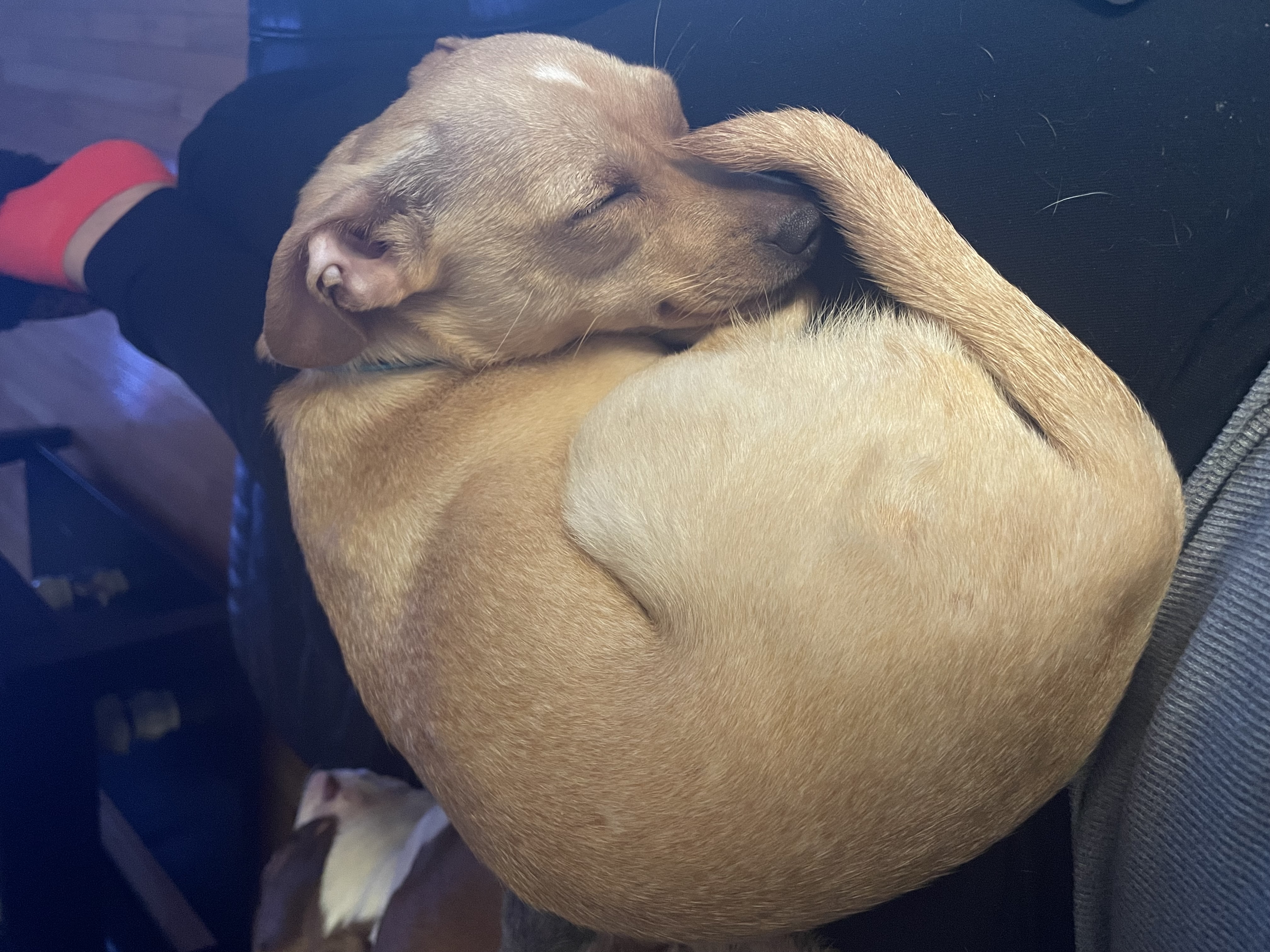 Pixie 3, a Adopted Chihuahua in Sandown, NH image 6/6