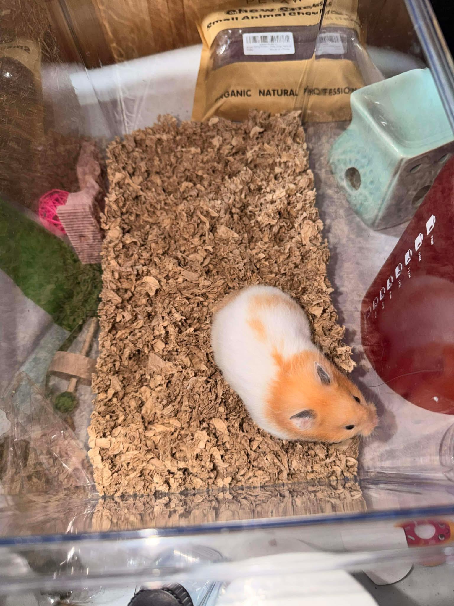 Enlarge Mimosa, a Adoptable mixed breed in Eugene, OR image 4/4