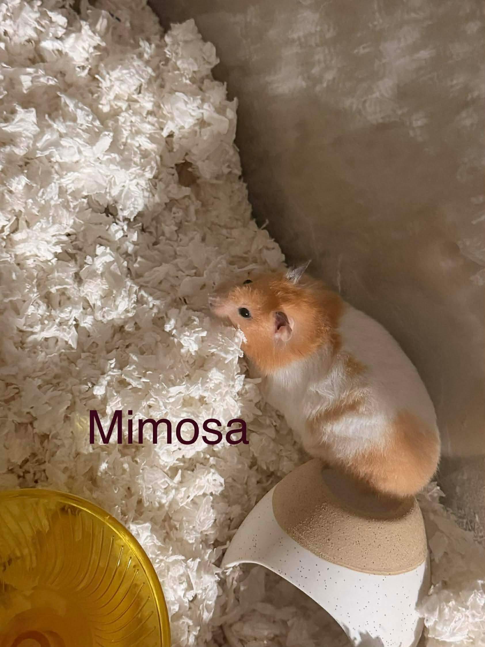 Mimosa, Adoptable, Young Female Hamster & Dwarf Hamster.