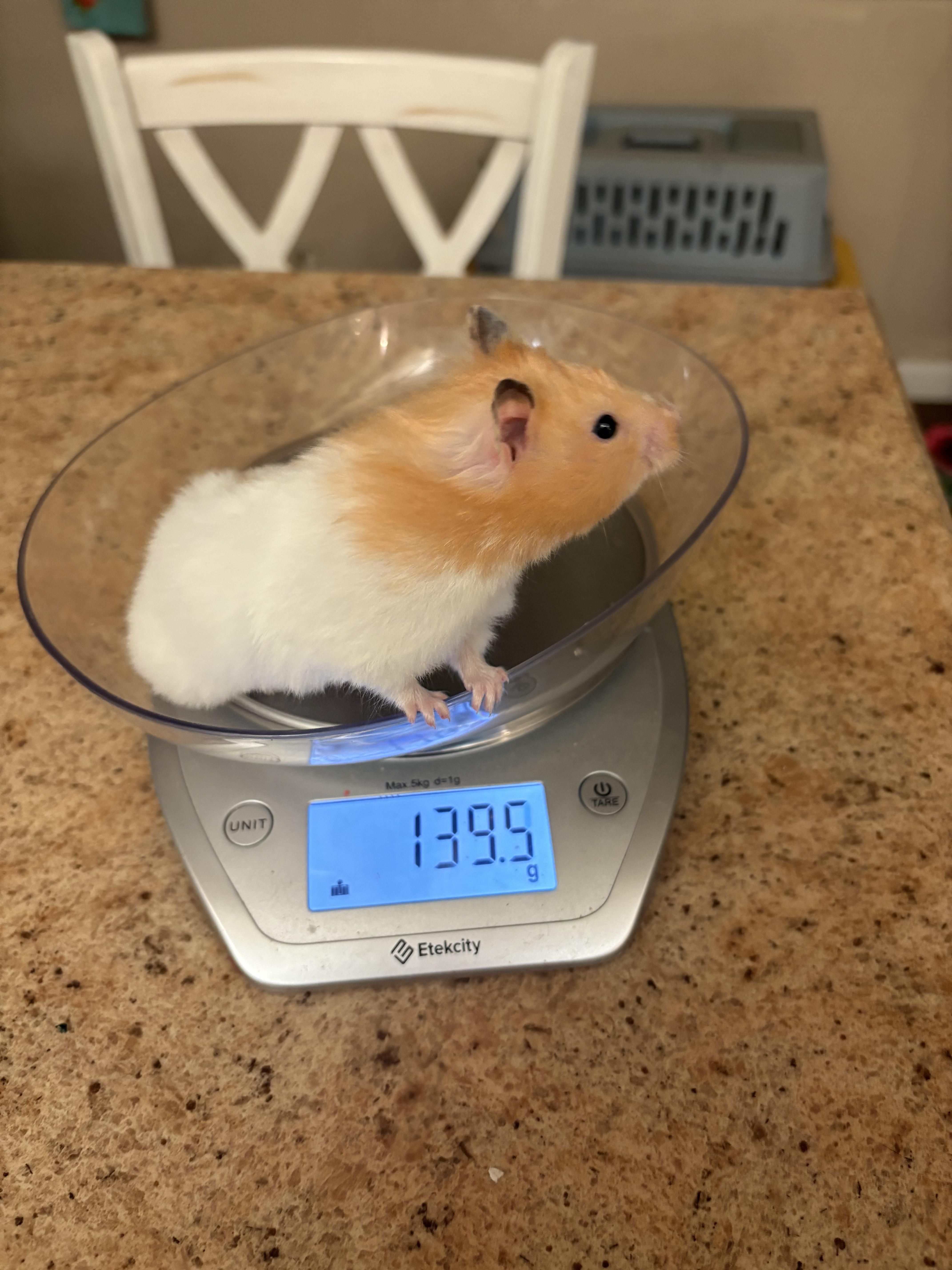 Mimosa, Adoptable, Young Female Hamster & Dwarf Hamster.